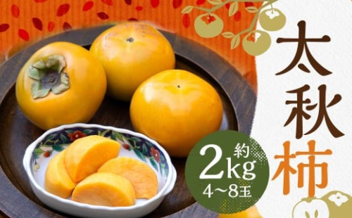 太秋柿 約2kg（4～8玉）柿 カキ 果物【2026年10月上旬～11月上旬発送予定】 2457440 - 熊本県益城町