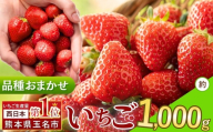 熊本県産いちご 品種おまかせ 約 1000g | フルーツ 果物 くだもの 果実 苺 いちご ベリー ストロベリー  熊本県 玉名市