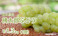 桃太郎ぶどう 2房 約1.3kg 【先行予約 2026年8月下旬から順次発送】