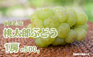 桃太郎ぶどう 1房 約500g 【先行予約 2026年8月下旬から順次発送】