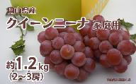 ご家庭用 クイーンニーナ 2～3房 合計約1.2kg 【先行予約 2026年9月中旬から順次発送】