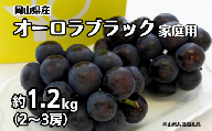 ご家庭用 オーロラブラック 2～3房 合計約1.2kg 【先行予約 2026年8月下旬から順次発送】