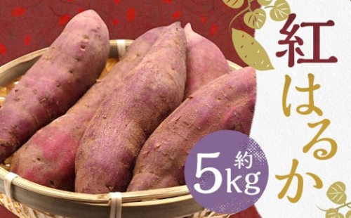 紅はるか 約5kg さつまいも サツマイモ 野菜 いも【2026年2月上旬～6月下旬発送予定】 2458129 - 熊本県益城町