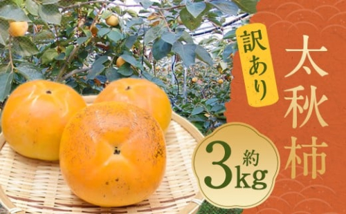 太秋柿 秀品 約3kg（約8～14個） ブランド柿 柿 かき たいしゅうかき 甘柿 フルーツ スイーツ くだもの 果物 果実 秋 旬 益城町産 【2026年10月下旬から11月下旬発送予定】 2458169 - 熊本県益城町