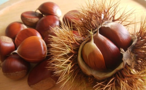 生栗 クリ 大粒 2L以上 約2kg 【2026年9月上旬～10月上旬発送予定】 栗 くり 果物 果実 フルーツ スイーツ おやつ 旬 国産 九州 熊本県 益城町 冷蔵 2458198 - 熊本県益城町