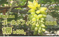 ご家庭用 ゴールドフィンガー 1房 約400g【先行予約 2026年7月中旬から順次発送】