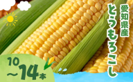 ≪先行予約≫とうもろこし 訳あり 10本 ~ 14本 甘い 高糖度 トウモロコシ もろこし サラダ 野菜 旬 わけあり ワケアリ 規格外 国産 送料無料 15000円 6月 7月 8月 お取り寄せ 人気 鮮度 新鮮 生 糖度 愛知県 豊橋市