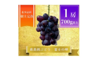 ＜2026年先行予約＞富士の輝 計700g 1房　山梨県産【1694813】