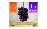 ＜2026年先行予約＞富士の輝 計600g 1房 山梨県産【1694814】