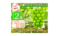 ＜2026年先行予約＞小さな農家の丁寧シャインマスカット計1kg2房入り【1699611】