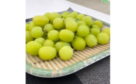 ＜2026年発送＞＜訳あり＞山梨市産シャインマスカットつぶつぶ 1kg【1697582】