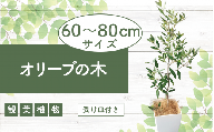 【観葉植物】オリーブの木(ひなかぜ)7号鉢(Green Base)