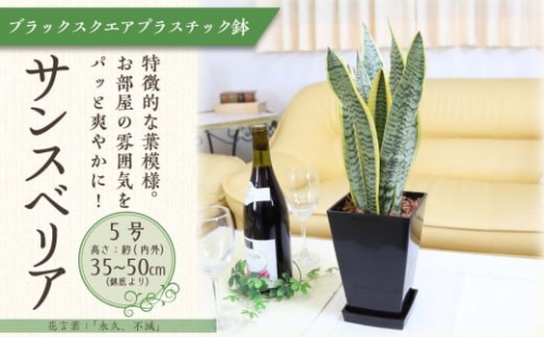 《先行予約》【観葉植物】サンスベリア 5号 ブラックスクエアプラスチック鉢 土の表面:ウッドチップ｜観葉植物 インテリア 部屋 おしゃれ 福岡県筑前町 送料無料 2459781 - 福岡県筑前町