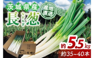 河野農園自慢の新鮮長ねぎ 約5.5kg｜長ネギ 長ねぎ ネギ ねぎ 葱 野菜 やさい 新鮮 茨城県 行方市(HW-2)
