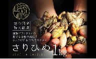 [№5258-1694]【さりひめ】姫路産養殖活あさり 1kg | 魚介 魚介類 貝類 海鮮  食べごたえ 味噌汁 酒蒸し パスタ 焼き牡蠣 海の幸
