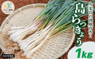 【2026年1月より順次発送】久米島の潮風育ち！島らっきょう 1kg 農家直送 国産 新鮮 旬 沖縄 島野菜 鮮度 塩漬け 天ぷら 肉巻き キムチ 漬け物 レシピ アレンジ 人気 おつまみ シャキシャキ 疲労回復 滋養強壮 食物繊維