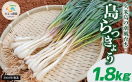 【2026年1月より順次発送】久米島の潮風育ち！島らっきょう 1.8kg 農家直送 国産 新鮮 旬 沖縄 島野菜 鮮度 塩漬け 天ぷら 肉巻き キムチ 漬け物 レシピ アレンジ 人気 おつまみ シャキシャキ 疲労回復 滋養強壮 食物繊維