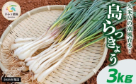 【2026年1月より順次発送】久米島の潮風育ち！島らっきょう 3kg 農家直送 国産 新鮮 旬 沖縄 島野菜 鮮度 塩漬け 天ぷら 肉巻き キムチ 漬け物 レシピ アレンジ 人気 おつまみ シャキシャキ 疲労回復 滋養強壮 食物繊維