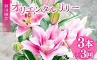 定期便3回 ユリ オリエンタルリリー 3本 花 切り花 プレゼント 贈り物 ギフト 誕生日 記念日 つぼみ 大輪 ピンク 白 香り 優雅 華麗 ブーケ フラワーアレンジメント 観賞用 インテリア 季節の花 高級感 花束 生花 福田園芸 オリエンタルハイブリッド 安芸市 高知県