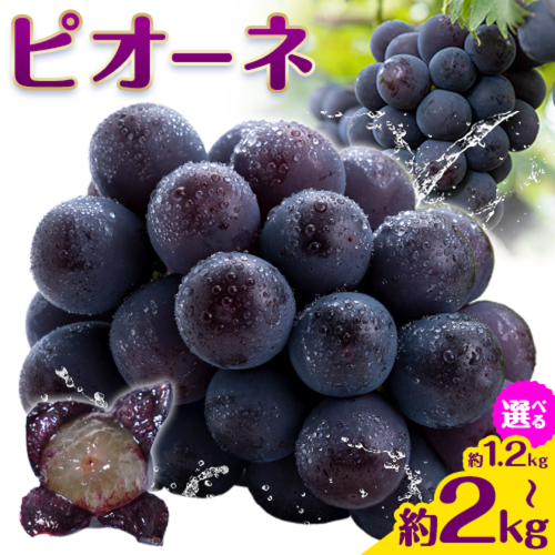 【2026年先行予約】ぶどう ピオーネ 約 1.2kg または 約 2kg 2房 ～ 5房 もりおか農園《2026年9月上旬-10月上旬頃出荷》岡山県 浅口市 送料無料 ぶどう フルーツ 果物 くだもの デザート おやつ【配送不可地域あり】 2461462 - 岡山県浅口市