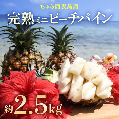 2026年 先行予約ミニピーチパイン 約2.5kg 5～7玉ちゅら西表島産!! 完熟 パイン 果物 フルーツ パイナップル 2461482 - 沖縄県竹富町