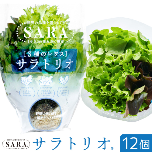 サラトリオ 12個セット 野菜 レタス 3種のレタス グリーンオーク レッドオーク グリーンクリスピー 《30日以内に出荷予定(土日祝を除く)》 JA晴れの国岡山 笠岡アグリセンター 野菜 岡山県 笠岡市 2461502 - 岡山県笠岡市