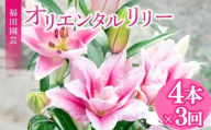 定期便3回 ユリ オリエンタルリリー 4本 花 切り花 プレゼント 贈り物 ギフト 誕生日 記念日 つぼみ 大輪 ピンク 白 香り 優雅 華麗 ブーケ フラワーアレンジメント 観賞用 インテリア 季節の花 高級感 花束 生花 福田園芸 オリエンタルハイブリッド 安芸市 高知県