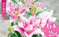 定期便2回 ユリ オリエンタルリリー 6本 花 切り花 プレゼント 贈り物 ギフト 誕生日 記念日 つぼみ 大輪 ピンク 白 香り 優雅 華麗 ブーケ フラワーアレンジメント 観賞用 インテリア 季節の花 高級感 花束 生花 福田園芸 オリエンタルハイブリッド 安芸市 高知県