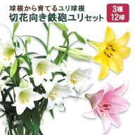 【ふるさと納税】ユリ球根　切花向き鉄砲ユリセット3種12球 花 フラワー 園芸 ガーデニング 植物 高品質 送料無料