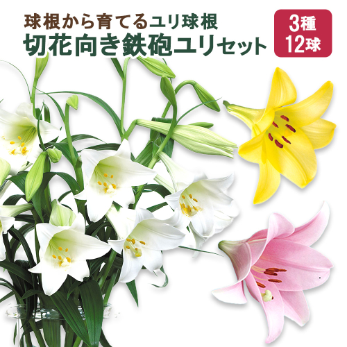 【ふるさと納税】ユリ球根　切花向き鉄砲ユリセット3種12球 花 フラワー 園芸 ガーデニング 植物 高品質 送料無料 2461894 - 宮崎県えびの市