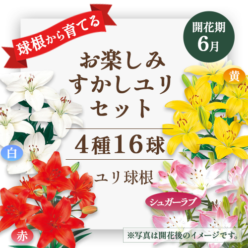 ユリ球根　お楽しみ すかし ユリ セット 4種 16球 送料無料 赤 白 黄 シュガーラブ 2461930 - 宮崎県えびの市