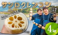 4kg 筑波山の麓で採れたサンロクレンコン 朝採れをすぐに発送 │ レンコン れんこん 蓮根 朝採れ 朝どれ 野菜 新鮮 茨城県産 つくば市