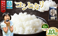 【6回定期便】お米アドバイザー 泉 智が厳選！ 栃木県産コシヒカリ 10kg | コシヒカリ こしひかり お米 米 真岡産 栃木県産 白米 10kg 真岡市 栃木県 送料無料 おにぎり おむすび こめ ごはん