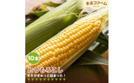 トウモロコシ　10本 ／ とうもろこし コーン 国産 新鮮 夏野菜 甘み 粒感 料理用 茹で用 焼き用 BBQ バーベキュー シンプル調理 大容量 日常使い 千葉県 特産 No.373