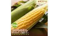 トウモロコシ　20本 ／ とうもろこし コーン 国産 新鮮 夏野菜 甘み 粒感 料理用 茹で用 焼き用 BBQ バーベキュー シンプル調理 大容量 日常使い 千葉県 特産 No.382