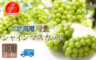 【2026年発送★先行予約】ご家庭用シャインマスカット1.3ｋｇ以上（2～4房） 111-023