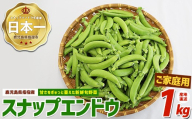 2026年2月上旬頃～発送【産地直送！新鮮旬野菜！】ご家庭用スナップエンドウ約1kg (指宿促成青果/IB092-001) 野菜 旬 スナップエンドウ 訳あり 大容量 国産 詰め合わせ やさい