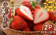 ↓寄附額改定↓ いちご 越後姫 3L〜2L 24粒 or 30粒 特別価格 朝採り 当日発送 苺 イチゴ えちごひめ 朝どれ 朝摘み 生産者直送 農家 直送 数量限定 季節限定 期間限定 限定 須貝いちご園 新潟 新発田 sugai002_01
