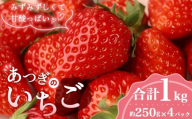 あつぎのいちご（4パック）【2026年2月発送】 ／ 苺 品種おまかせ 紅ほっぺ 恋みのり もういっこ 旬 新鮮 フルーツ 果物 農家直送 甘い みずみずしい 国産フルーツ 送料無料 厚木市産 神奈川県 No.1158