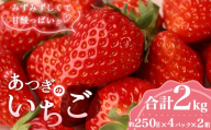 あつぎのいちご（4パック×2箱）【2026年2月発送】 ／ 苺 品種おまかせ 紅ほっぺ 恋みのり もういっこ 旬 新鮮 フルーツ 果物 農家直送 甘い みずみずしい 国産フルーツ 送料無料 厚木市産 神奈川県 No.1159