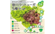 ＜5種×1株セット＞湧き水で育ったこだわりリーフレタス「掛川ラットューガ」【1694968】