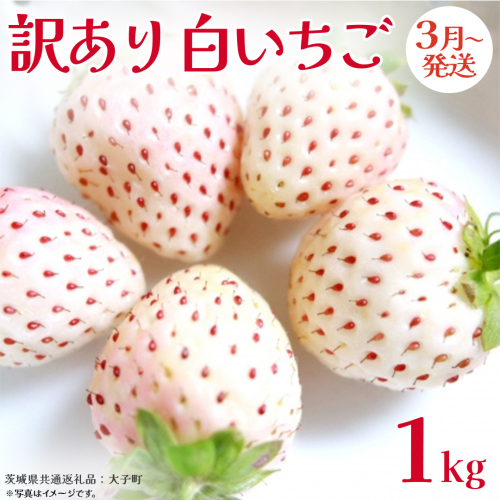 訳あり 白いちご 1kg【2026年3月発送開始】(茨城県共通返礼品：大子町) 苺 果物 フルーツ 果実 ご家庭用
 2467120 - 茨城県牛久市