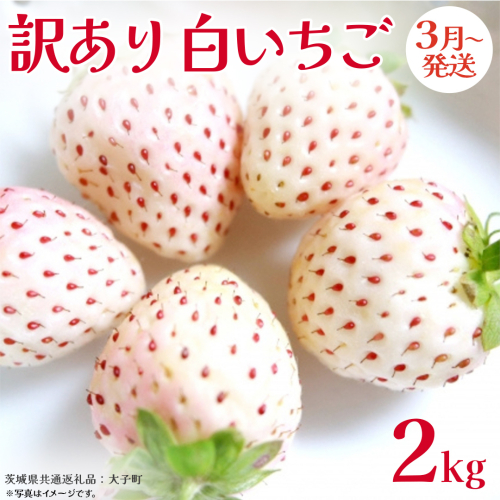 訳あり 白いちご 2kg【2026年3月発送開始】(茨城県共通返礼品：大子町) 苺 果物 フルーツ 果実 ご家庭用	
 2467121 - 茨城県牛久市