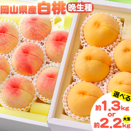 【2026年先行予約】選べる 岡山県産 白桃 晩生種 約 1.3 kg 5～6玉 or 大玉 約2.2kg 6～7玉 晴れの国 おかやま館 漂流岡山 《2026年7月下旬-9月中旬頃出荷》岡山県 浅口市 フルーツ モモ 果物 青果 旬【配送不可地域あり】（離島） 2467335 - 岡山県浅口市