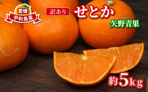 【本日受付終了！】【順次発送中】愛媛県産 訳あり せとか 5kg 愛媛県宇和島市/矢野青果 柑橘 みかん せとか 果物 フルーツ [B010-171032] せとか セトカ みかん ミカン 蜜柑 果物 くだもの フルーツ 愛媛県産 宇和島市産 産地直送 おすすめ 人気 お取り寄せ 送料無料