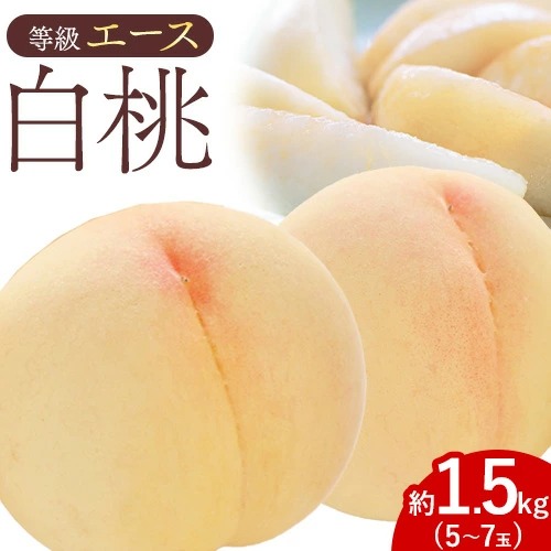【先行予約】白桃 等級 エース 約1.5kg 5～7玉入り もも モモ 岡山 国産 フルーツ 果物 桃茂實苑《6月中旬-8月下旬頃出荷》岡山県 浅口市 フルーツ モモ 果物 青果 旬 白桃 国産 岡山県産【配送不可地域あり】 2467985 - 岡山県浅口市