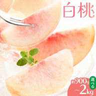 【先行予約】白桃 選べる内容量 約900g 約1.5kg 約2kg もも モモ 岡山 国産 フルーツ 果物 桃茂實苑《6月中旬-8月下旬頃出荷》岡山県 浅口市 フルーツ モモ 果物 青果 旬 白桃 国産 岡山県産【配送不可地域あり】
