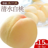 【先行予約】清水白桃 等級 エース 約1.5kg 5～7玉入りもも モモ 岡山 国産 フルーツ 果物 ギフト 桃茂實苑《7月中旬-8月上旬頃出荷》岡山県 浅口市 フルーツ モモ 果物 青果 旬 白桃 国産 岡山県産【配送不可地域あり】