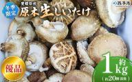 ＜冬季限定 原木生しいたけ 優品 約1kg＞ 20個前後 原木生椎茸 しいたけ シイタケ きのこ 優品 バーベキュー BBQ すき焼き しゃぶしゃぶ 料理 国産 愛媛県産 横林自治振興協議会 愛媛県 西予市【冷蔵】『11月中旬～3月上旬に順次出荷予定』