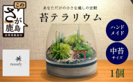 H-53　苔テラリウム　手入れ簡単  癒やしのインテリア 卓上サイズ 誕生日 プレゼント雑貨 敬老の日 贈り物 観葉植物 初心者 鹿島市産 / mossty